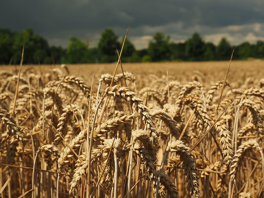 grains on shallow focus lens, wheat, spike, cereals, field HD wallpaper