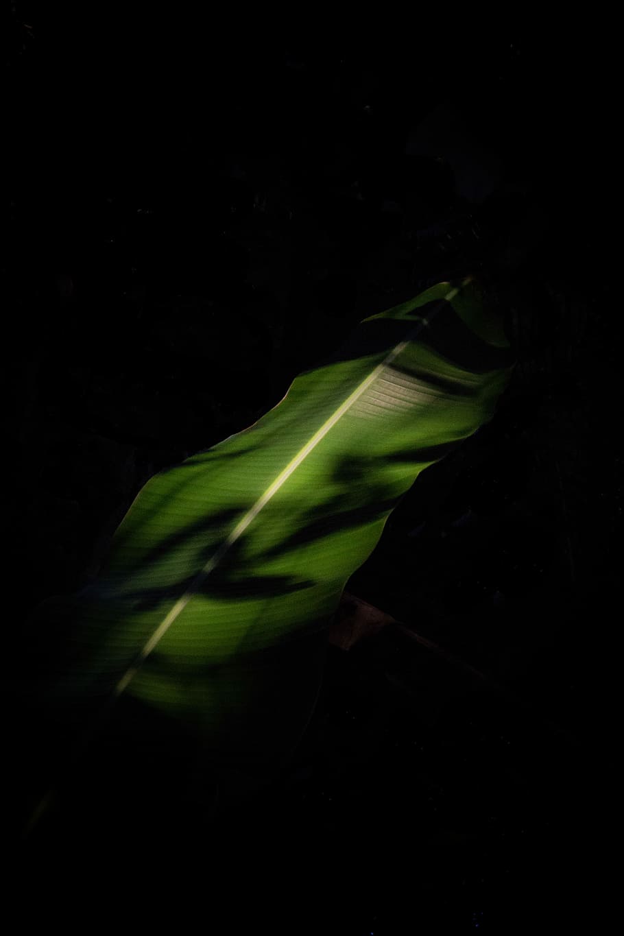 selective photo of banana leaf, sunlight, shadow, banana tree HD wallpaper