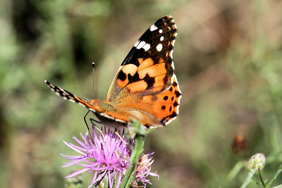 Painted Lady, Butterfly, Insect, one animal, butterfly - insect HD wallpaper
