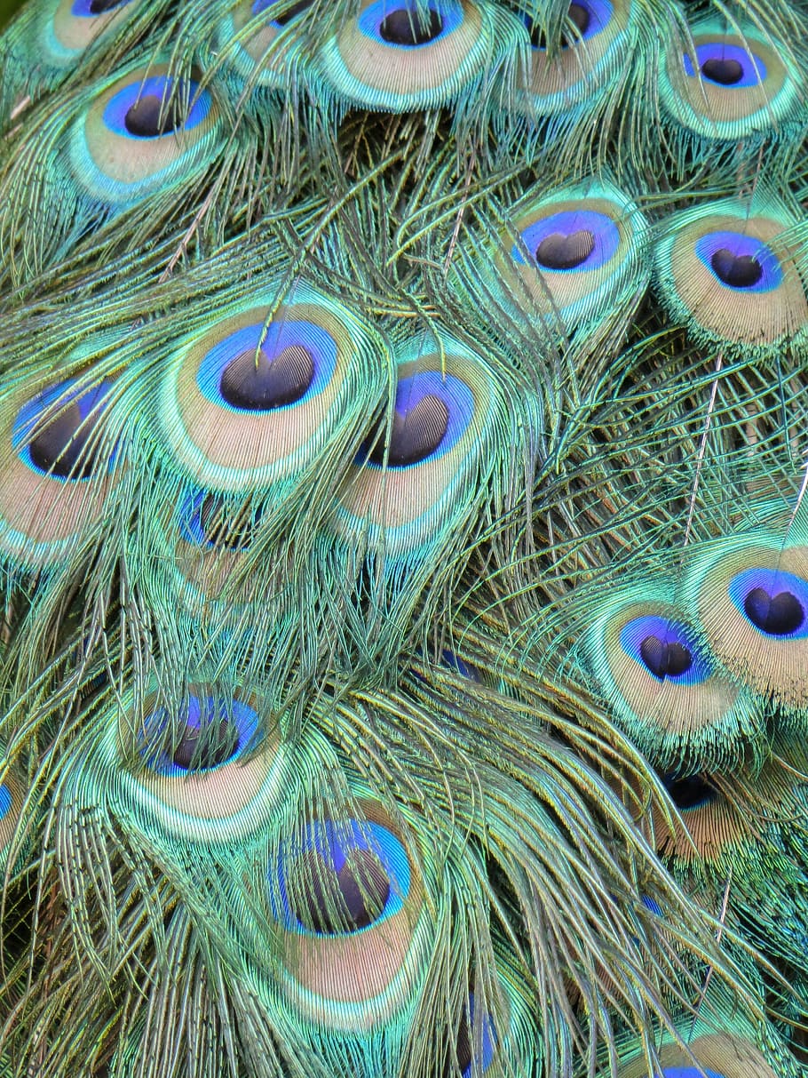 HD wallpaper: peacock feathers, color, bird feather, close, full frame,  multi colored | Wallpaper Flare