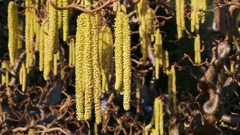 nature, seeds, close, trees, park, summer, yellow flowers, plant HD wallpaper
