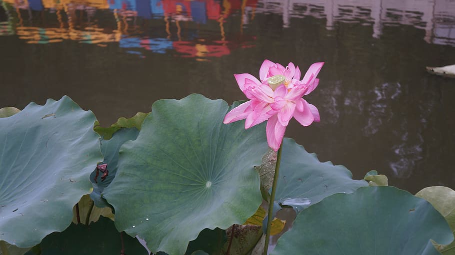 lotus, flower, flowering plant, water, lake, beauty in nature HD wallpaper
