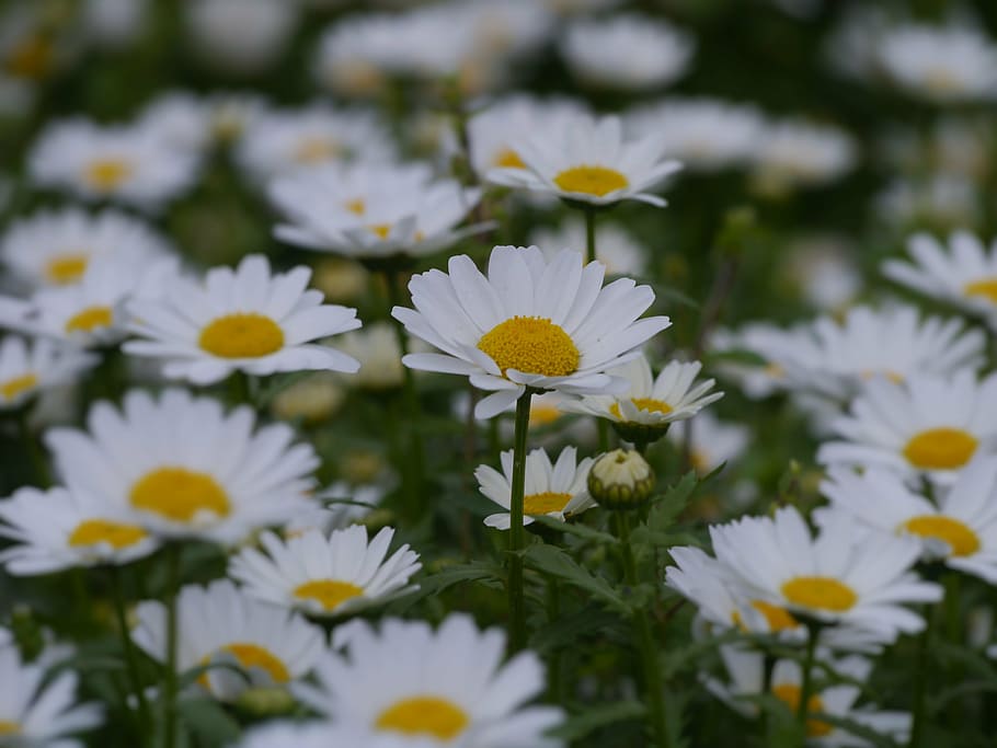 daisy, margaret, countless, gregariousness, one side, flower garden HD wallpaper