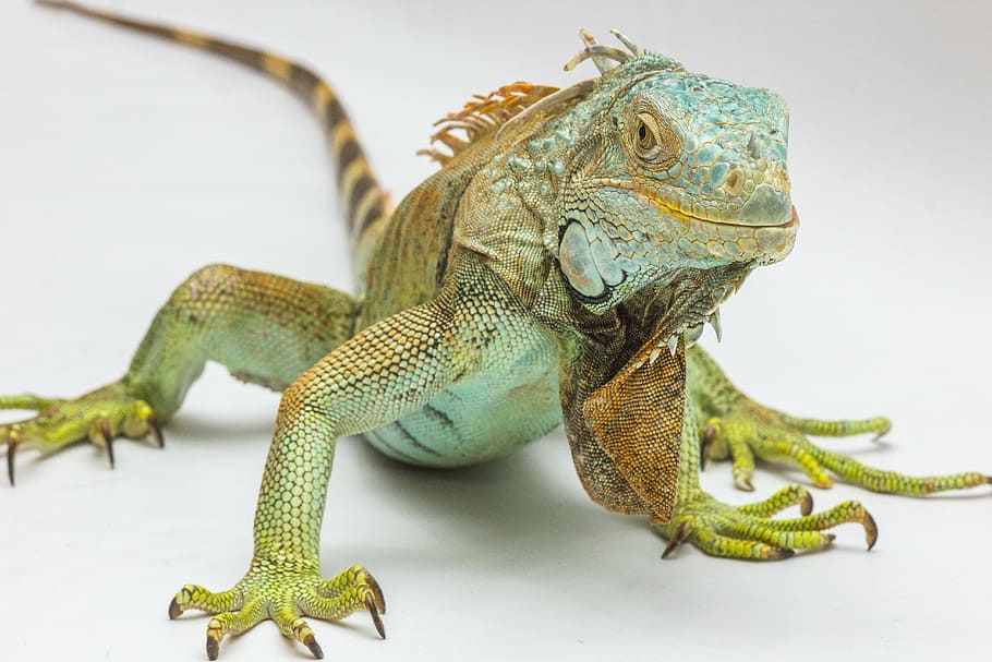 green iguana in closeup photography, white background, reptile HD wallpaper