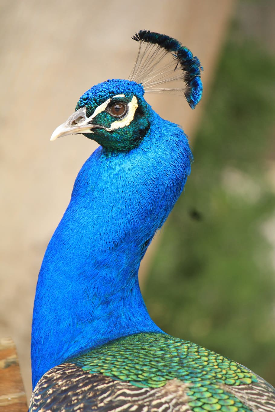 peacock, pavo cristatus, turkey, blue, beautiful, color, colorful, HD wallpaper