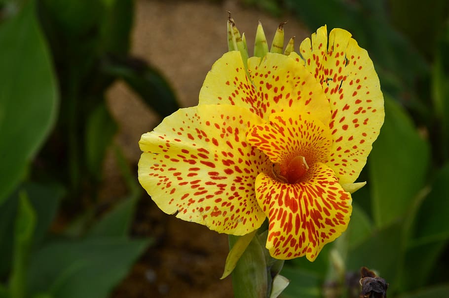 nature, plant, flower, leaf, garden, flowering plant, beauty in nature HD wallpaper
