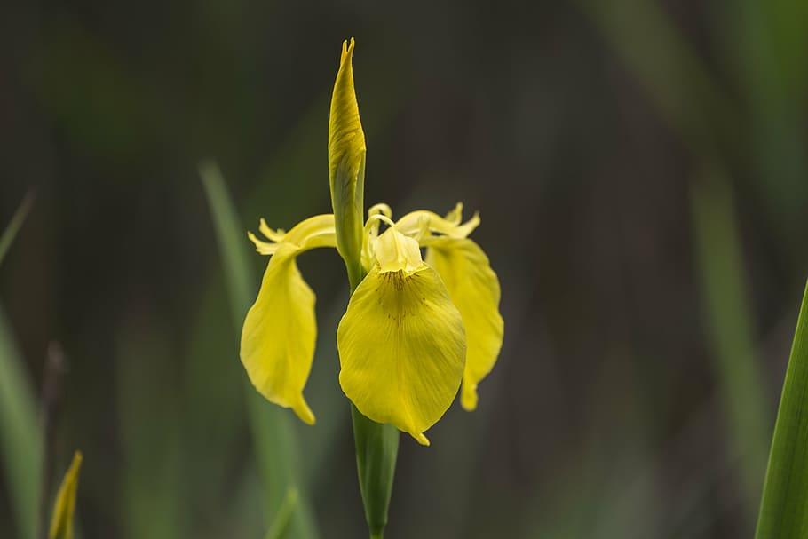 iris, lily, flower, blossom, bloom, nature, plant, wild flower HD wallpaper
