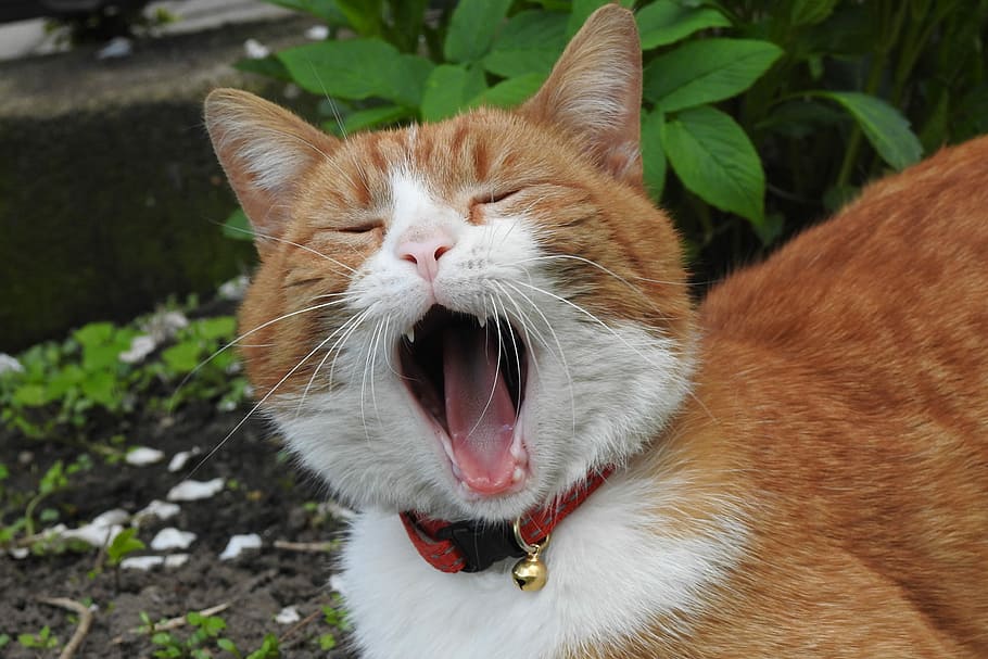 orange Tabby cat, animals, charming, pets, portrait, mammals HD wallpaper