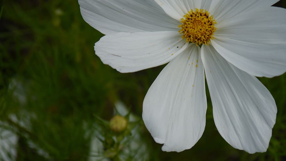 white flower, nature, daisy, flowering plant, fragility, vulnerability HD wallpaper