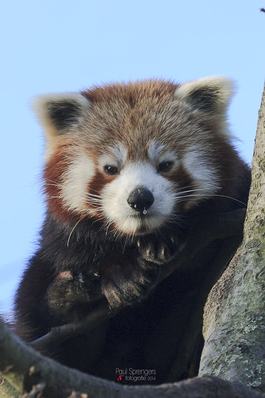 red panda, bear, zoo, animal, mammal, wildlife, panda - Animal HD wallpaper