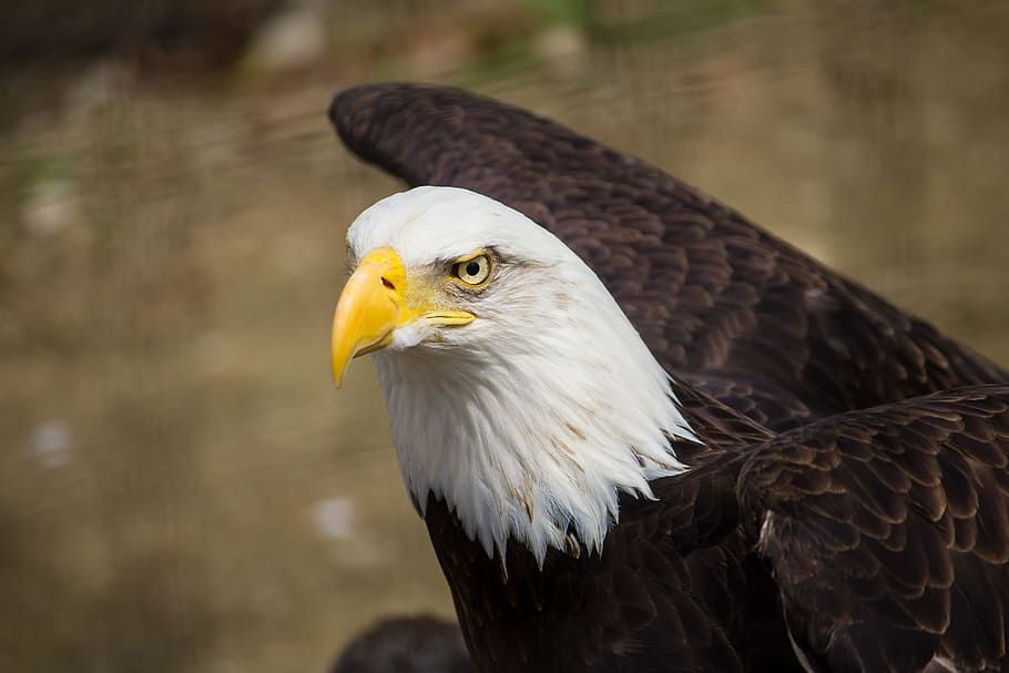 closeup photography of brown and white eagle, focused photo of a bald eagle HD wallpaper