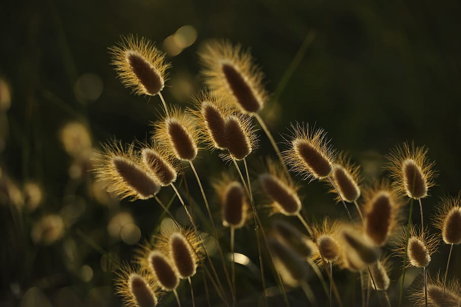 Spikes, Sunset, Wheat, Nature, Prado, light, plant, close-up HD wallpaper