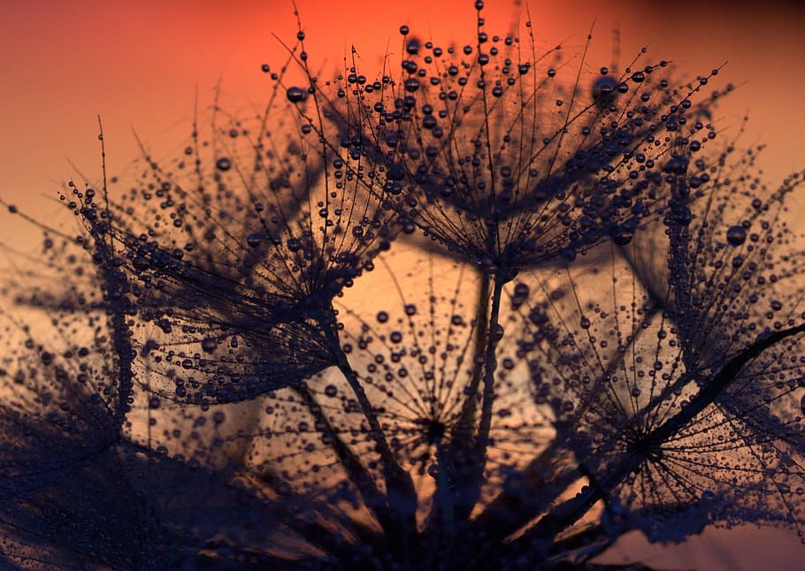 silhouette of flowers, Dandelion, Sunset, Drops, Evening, nature HD wallpaper