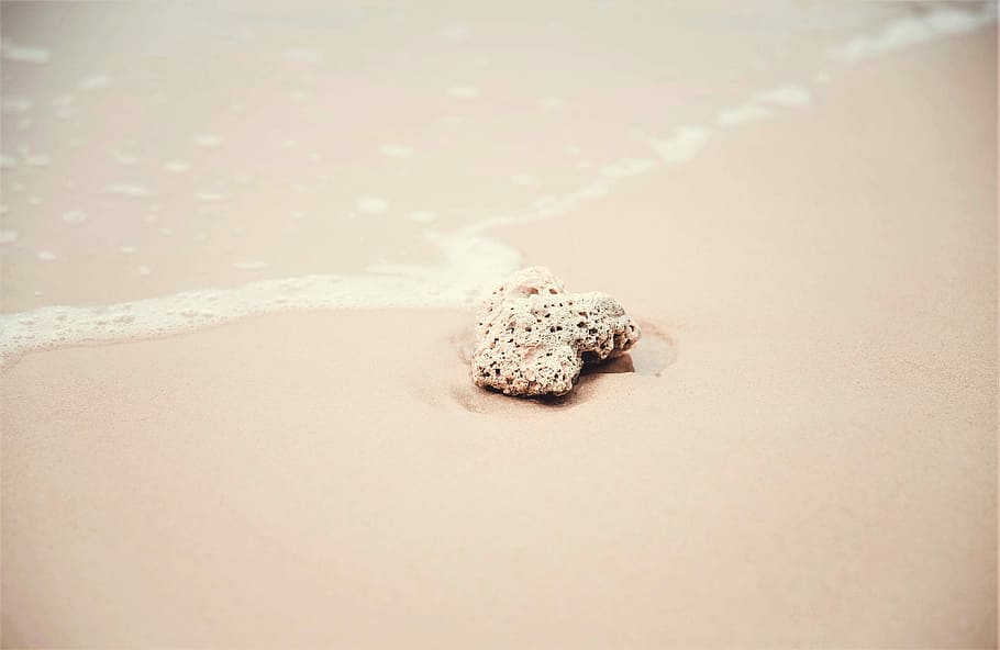white sea shell beside the seashore, beige stone on seashore HD wallpaper