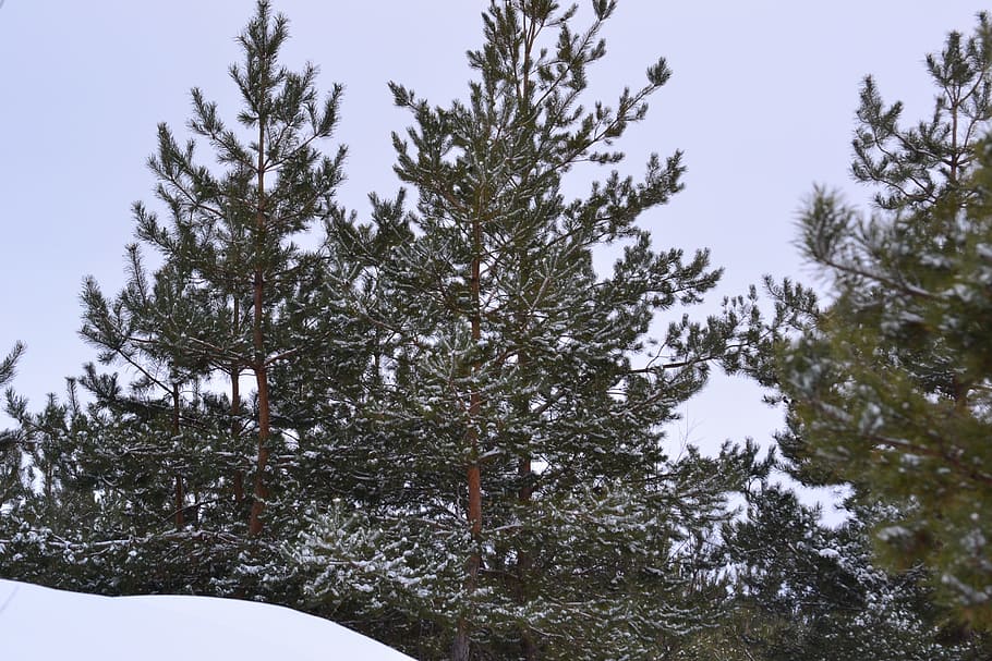 winter, tree, snow, pine, forest, nature, winter forest, russia HD wallpaper