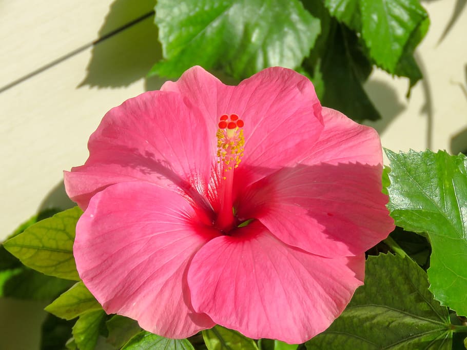 nature, flora, leaf, flower, garden, closeup, floral, beautiful HD wallpaper