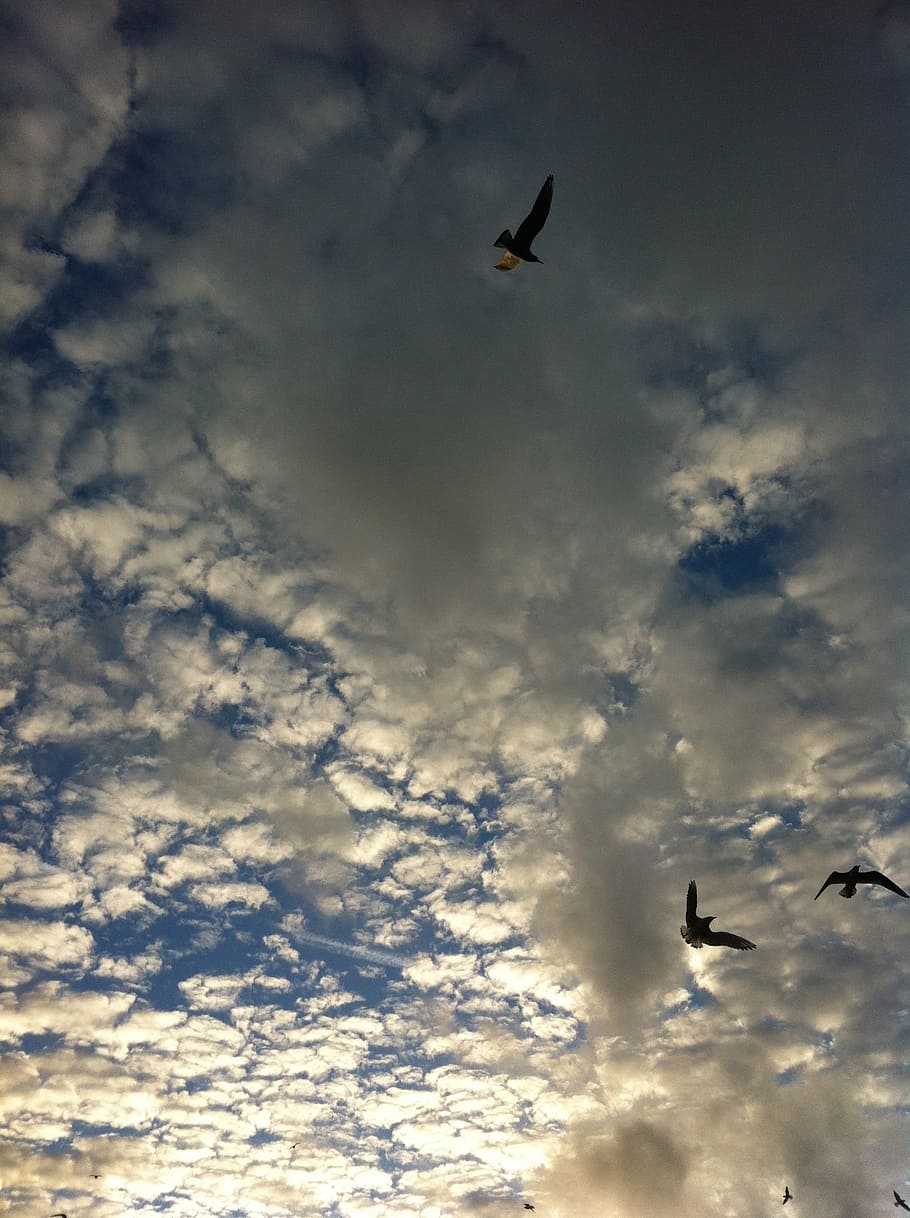 air, seagull, clouds, birds, vertebrate, animal themes, cloud - sky HD wallpaper