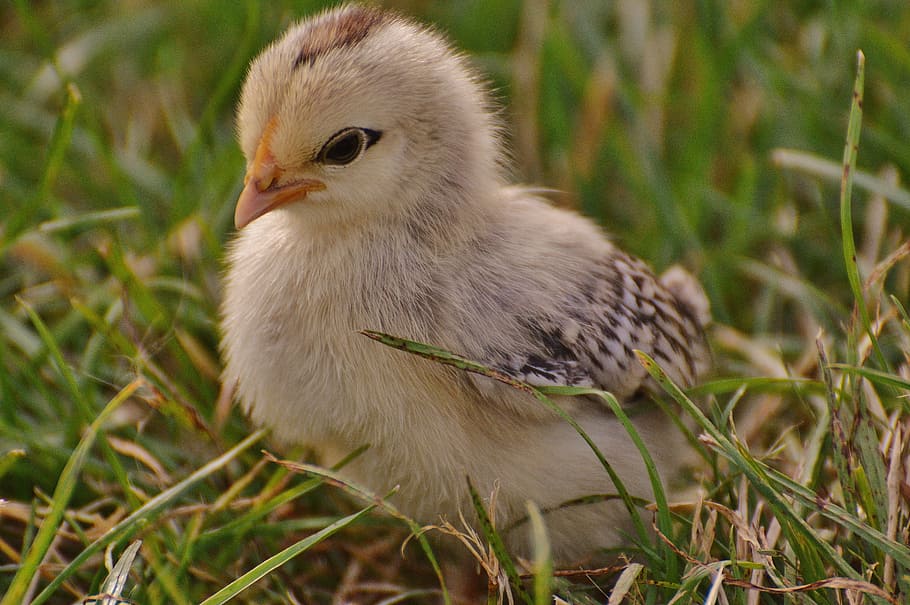 macro photography of chick, chicks, chicken, small, poultry HD wallpaper