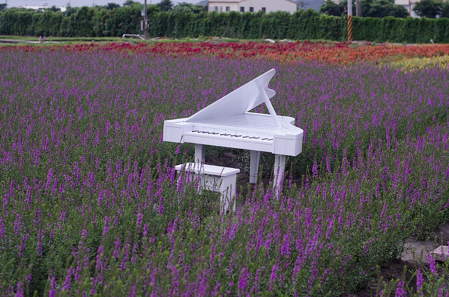 white wooden grand piano with chair in middle of lavender field, HD wallpaper