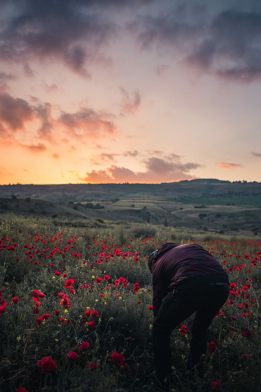 person in maroon shirt on field of red poppy flowers, untitled HD wallpaper