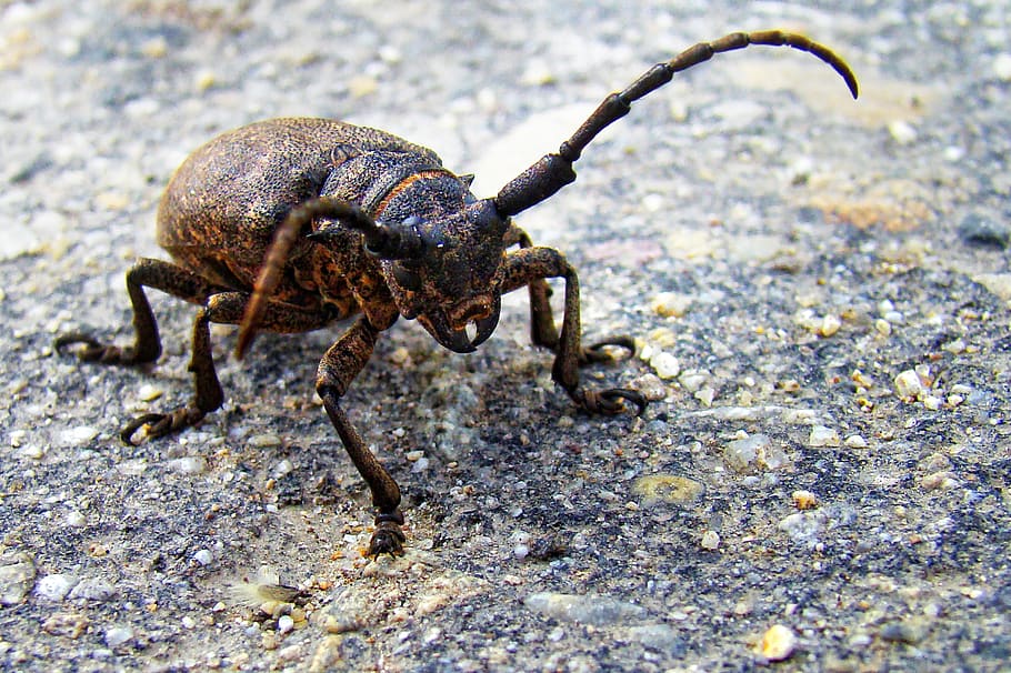 beetle, strigun, insect, one animal, animal themes, animal wildlife HD wallpaper