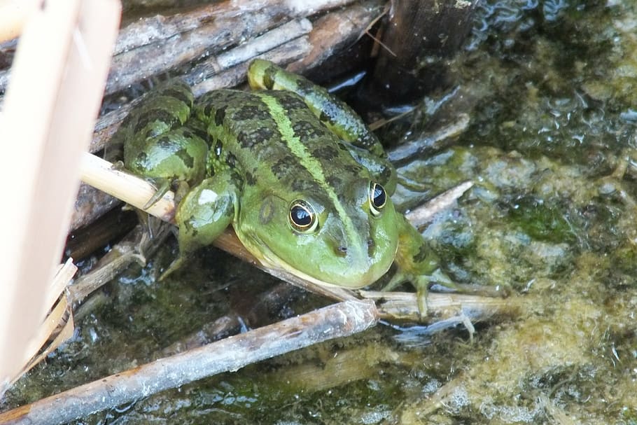 bavi, green, dd, frog, amphibian, animal, nature, pond, wildlife HD wallpaper