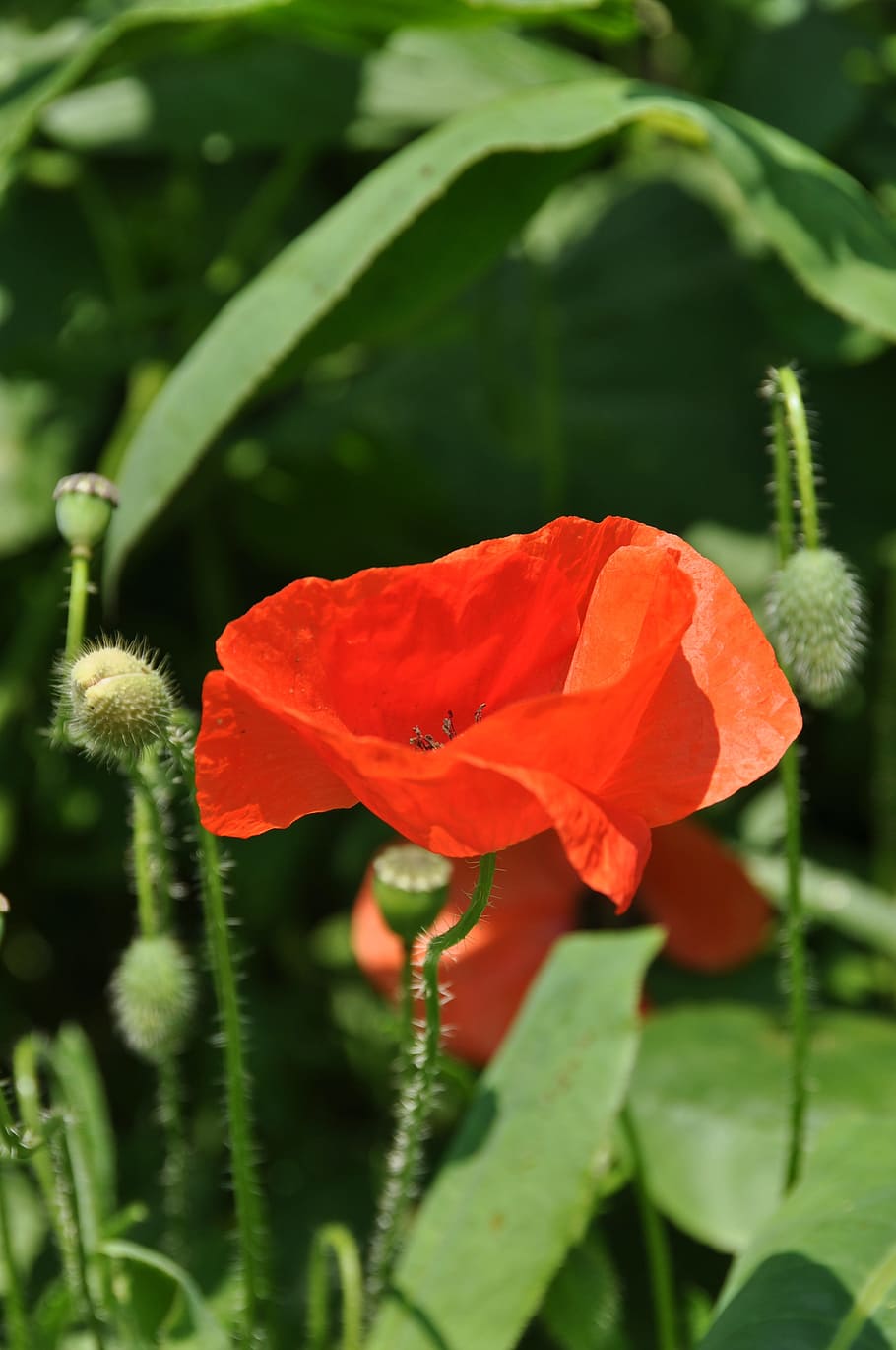 poppy, nature, red, flower, plant, flowering plant, fragility HD wallpaper