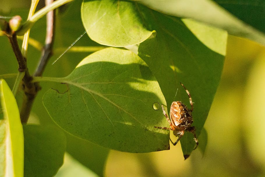 sunshine, spider, insect, tree, lurking, one animal, animals in the wild HD wallpaper