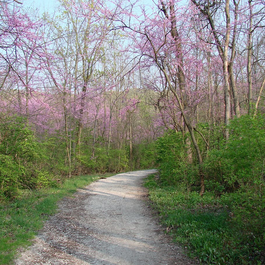 path, trees, flowering, nature, woods, pink flowers, plant HD wallpaper
