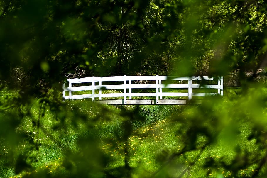 bridge, trees, forest, white, wooden, landscape, nature, green HD wallpaper