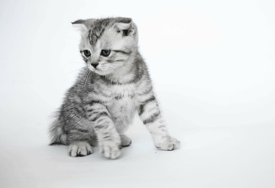 folded ears, kittens, short-haired cats, mammal, one animal HD wallpaper