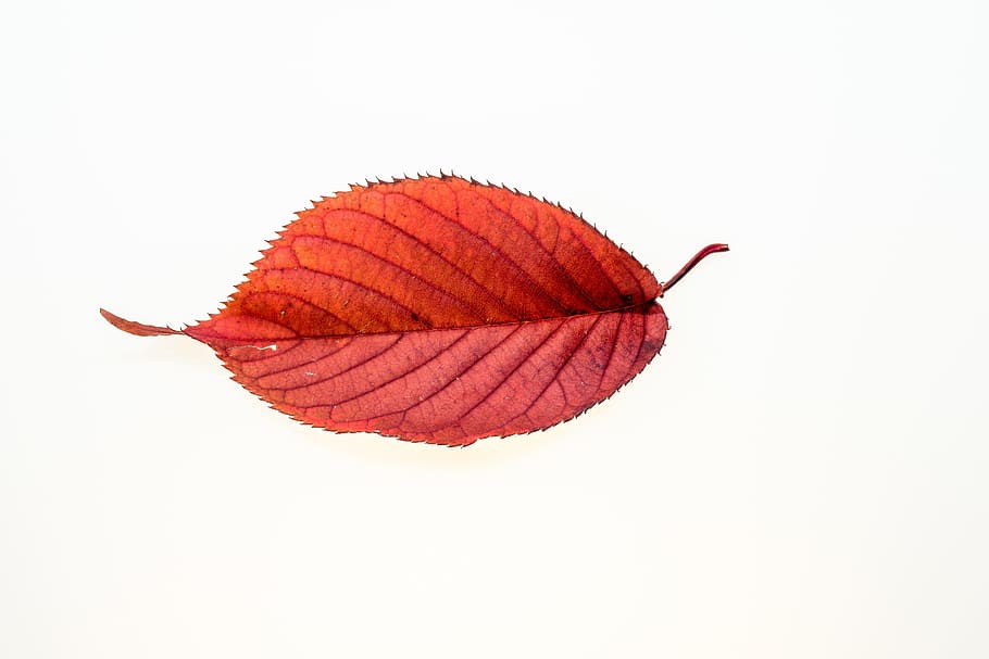 red opaque leaf screenshot, autumn, leaves, fall foliage, colors of autumn HD wallpaper