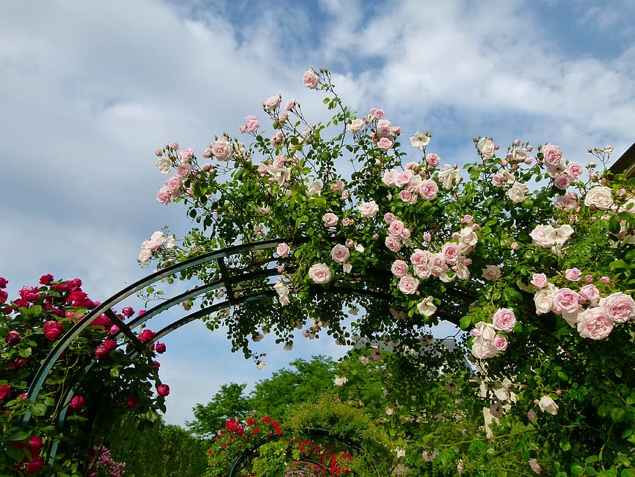 white rose plant arch, flowers, trellis, sky, clouds, plants HD wallpaper