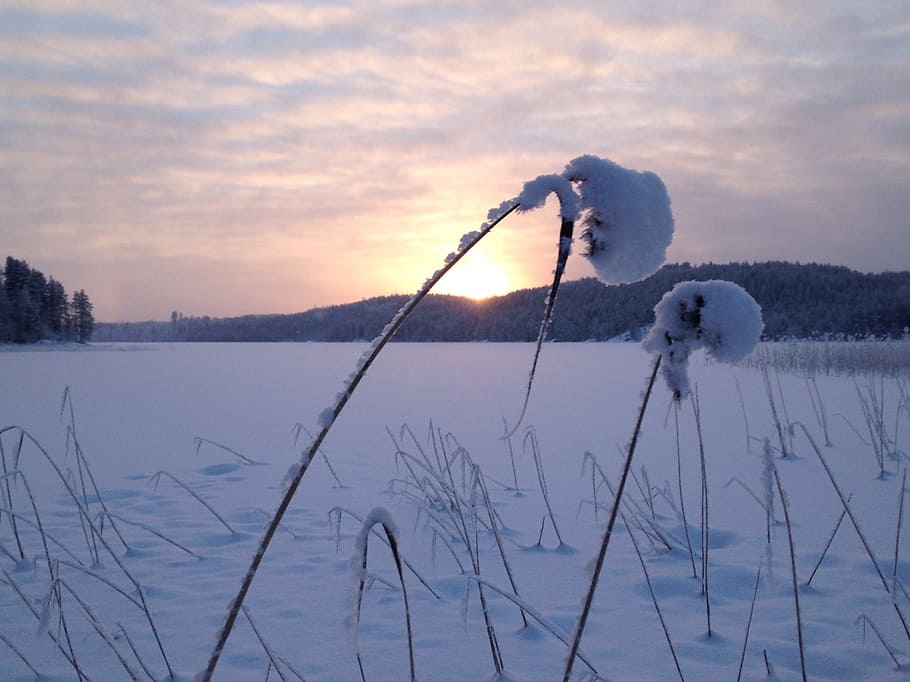 winter, reed, evening, snow, nature, sun, sunset, frost, a bed of reeds HD wallpaper