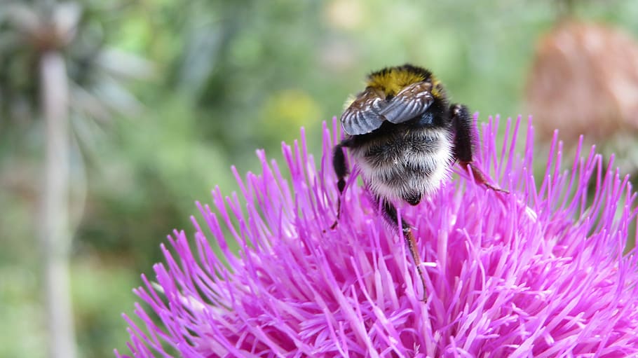 Thistle, Hummel, Blossom, Bloom, Purple, violet, nectar, nature HD wallpaper