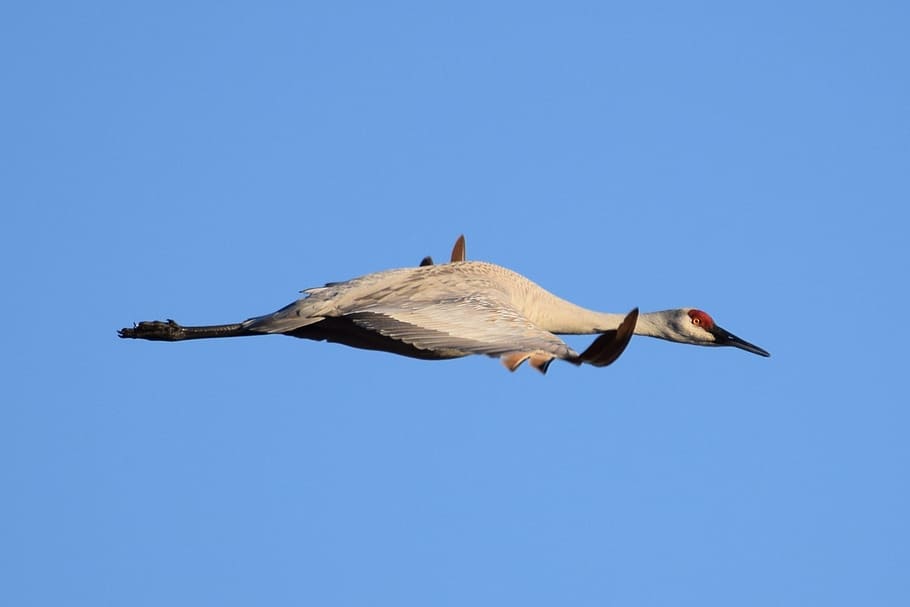 Sandhill, Crane, Flying, Bird, Flight, sky, wildlife, bird flying HD wallpaper