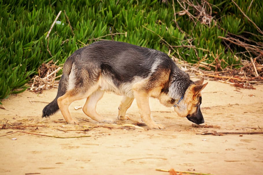 Photo of a German Shepherd Sniffing, animal, blur, breed, close-up