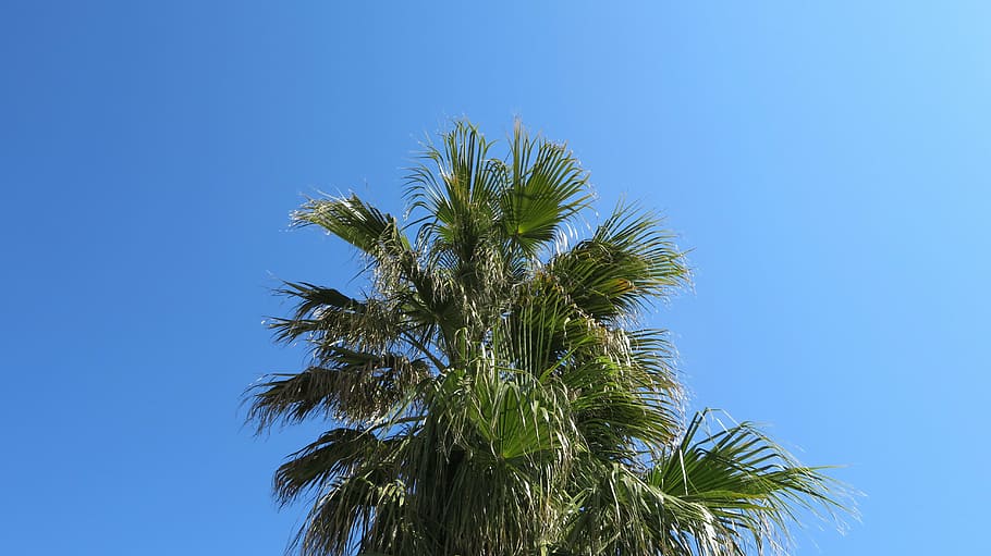 palm, sky, summer, partly cloudy, sun, frond, green, palm tree HD wallpaper