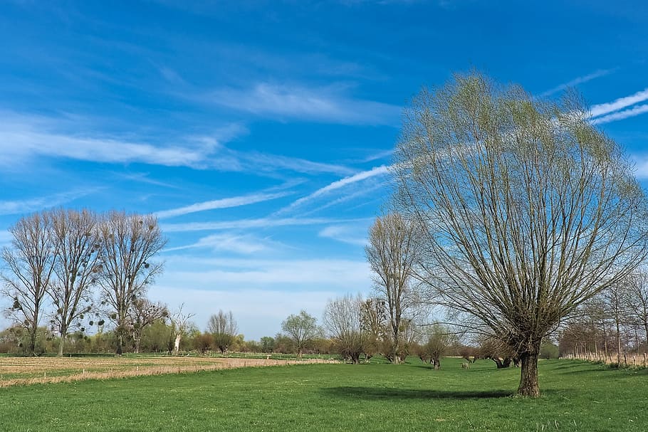 Landscape, Meadowlands, Trees, bare branches, blue, mood, sky HD wallpaper