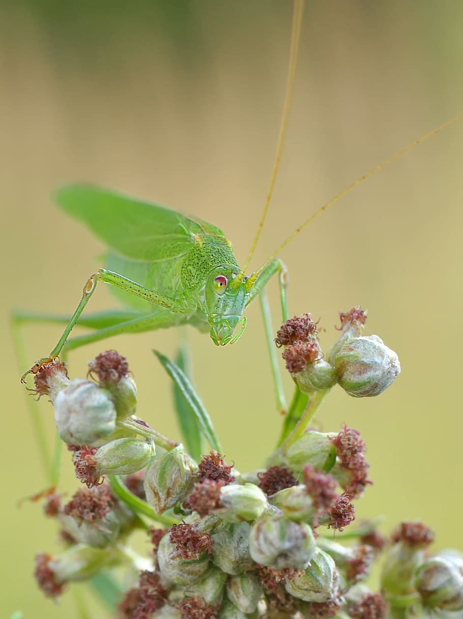 Konik, Grasshopper, Insect, Macro, nature, close-up, plant HD wallpaper