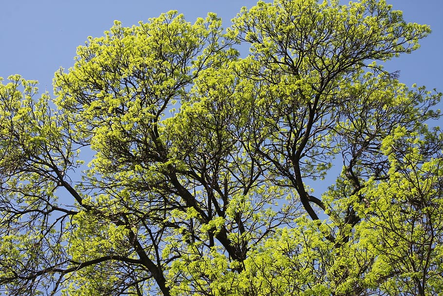 tree tops, oak, forest, leaves, spring, summer, wood, branch HD wallpaper