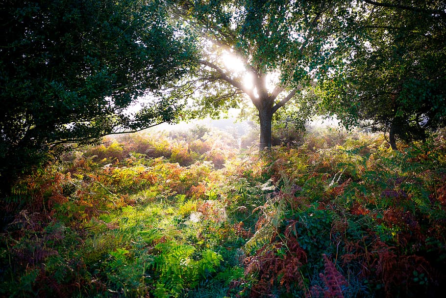 forest, autumn, nature, magic, tree, sunbeam, morning, path HD wallpaper