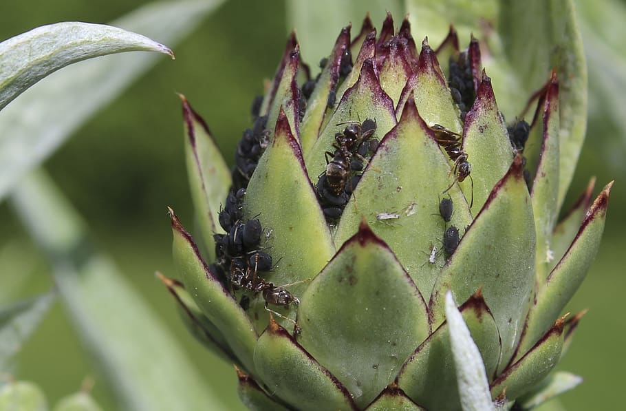 ants, aphids, ants and aphids, plant, green color, growth, close-up HD wallpaper