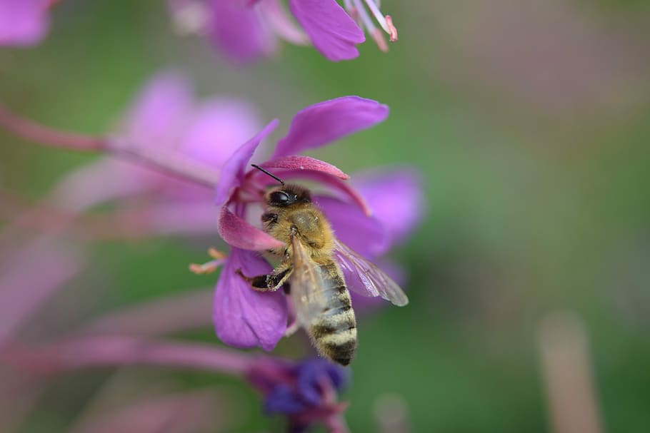 Bee, Flower, Close, Summer, one animal, purple, insect, animal themes HD wallpaper
