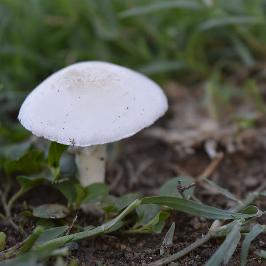 Фото гриба белый