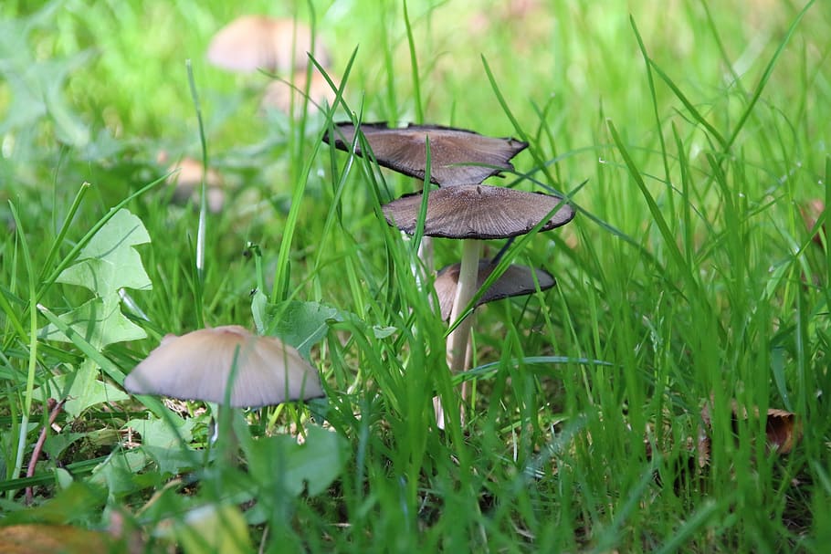 fungus, nature, eukaryotes, forest, fall, wood, plant, growth HD wallpaper