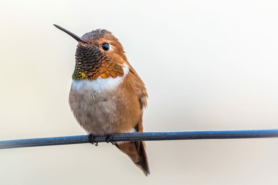 Rufous hummingbird, brown and white bird on gray line, beak, perch, HD wallpaper