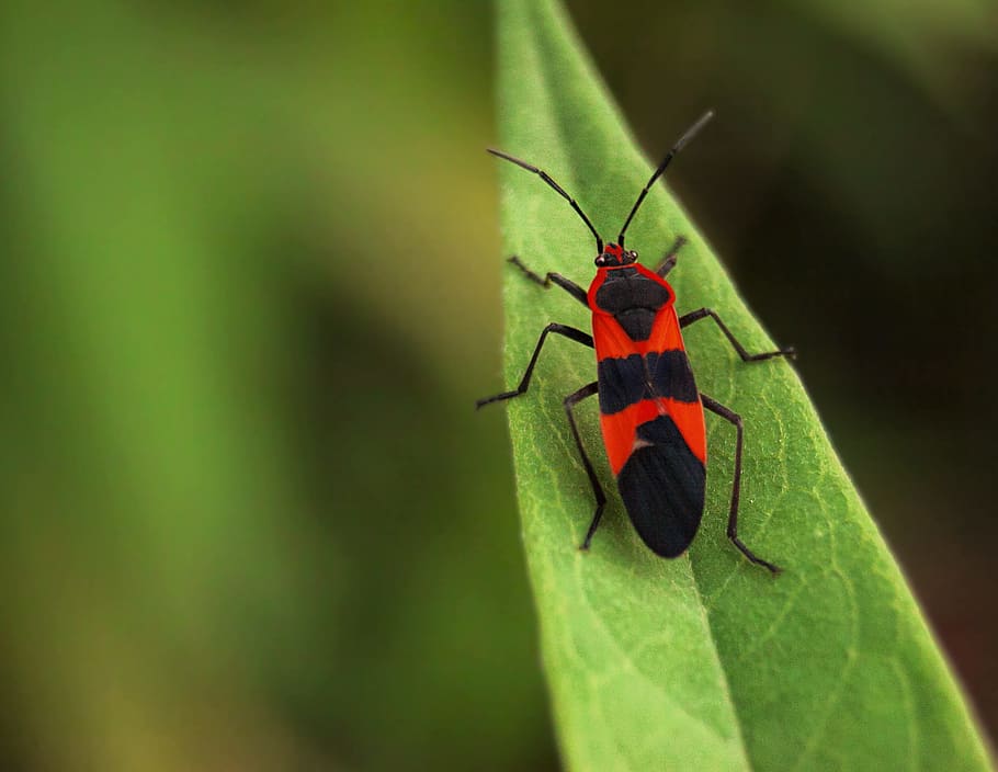 bug, insect, red, black, green, leaf, nature, wildlife, antenna HD wallpaper