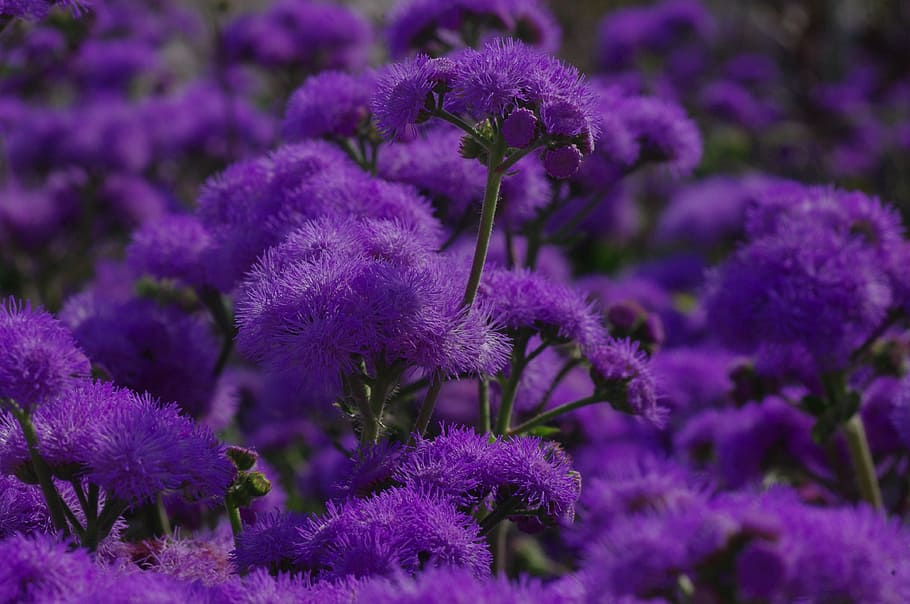 purple floss flowers in closeup photography, blossom, bloom HD wallpaper