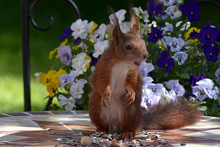 Squirel near purple petaled flowers, Animal, Rodent, Squirrel